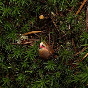 Medium 'Geburt einer Eiche' in der Kategorie 'Bäume'