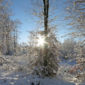 Wintersonne