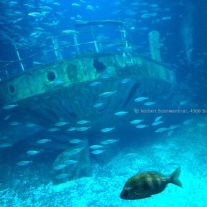 Stralsund - Ozeaneum