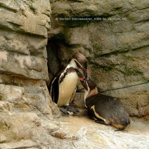 Stralsund - Ozeanium - Freigelände