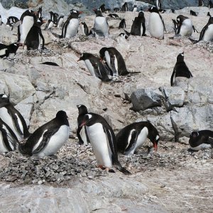 Pinguine 1