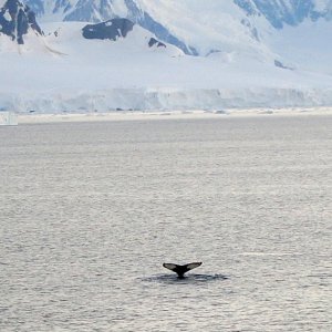 Walfluke