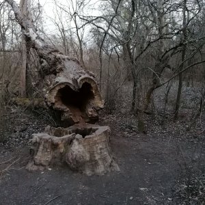 Nationalpark Donauauen, Lobau