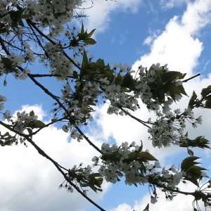 Wildkirschenblüte