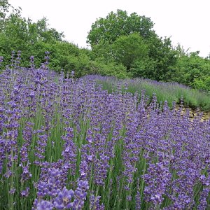 Provence ? - Fellerich !