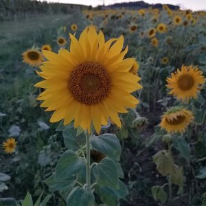 Sonnenblume in einem Feld in Guntramsdorf