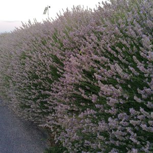 Lavendelhecke im Weingarten