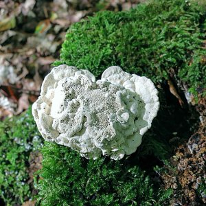 Weiße Pilze