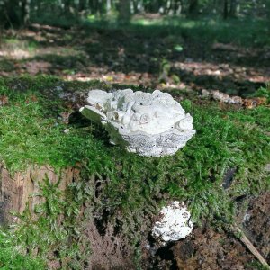Weiße Pilze
