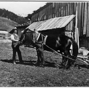Bauer mit Pferdefuhrwerk