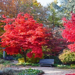 botanischer Garten