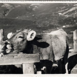 Tierliebe - Nächstenliebe
