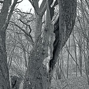 Alter Baum im jungen Wald