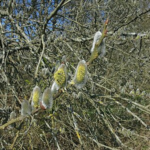 Weidenkätzchenblüten