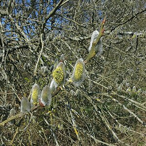 Weidenkätzchenblüten