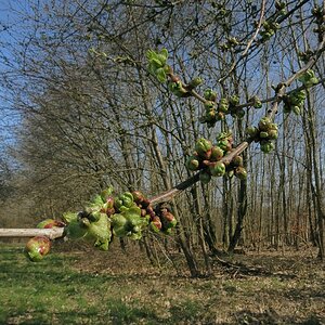 Wildkirscheknospen