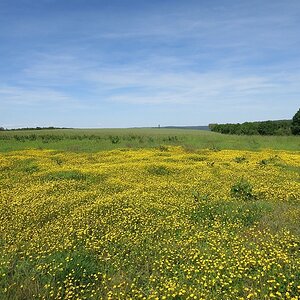Butterblumenwiese