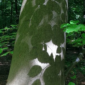 Schattenspiele