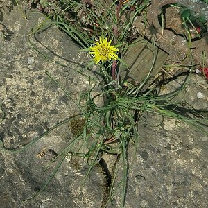 Großer Bocksbart Blüte