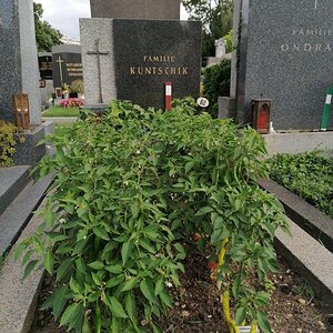 Evangelischer Friedhof in Wien, Matzleinsdorfer Platz