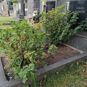 Evangelischer Friedhof, Wien Favoriten