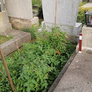 Evangelischer Friedhof, Wien Favoriten