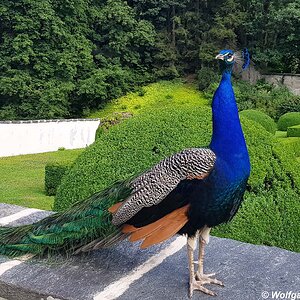 Pfau Schloss Ambras