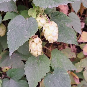 Hopfen am Donaukanal, Wien