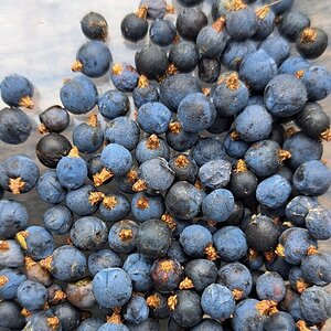 Wacholderbeeren