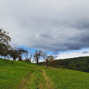 Streuobstwiese bei Gratwein