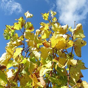 Herbst im Weinberg