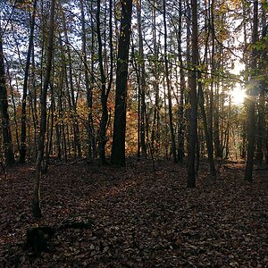 Herbst auf dem Saargau