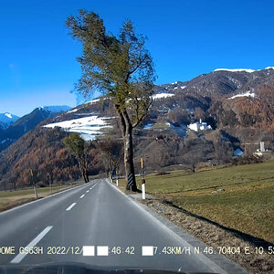 Malser Haide, Bäume mit Windwuchs