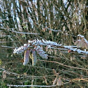 Haselblütenknospen im Winter