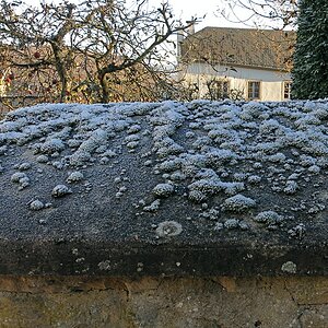 Mauerkrone vor Winteräpfeln