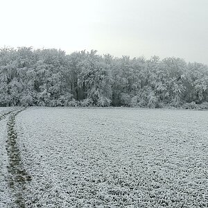 Winterwaldpanorama