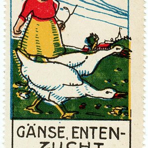 Reklamemarke Gänsezucht Entenzucht Max Rollner