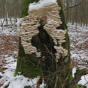 Baumpilz