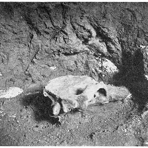 Schädel eines Höhlenbären (Ursus spelaeus Rosenmüller) in der Drachenhöhle bei Mixnitz in der Steiermark