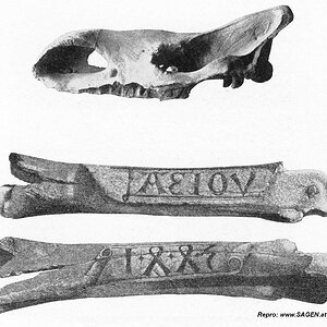 Schädel eiszeitliches Nashorn und Oberschenkelknochen eines Mammuts