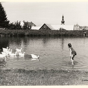 Ottenschlag, Teich mit Enten im Jahr 1958