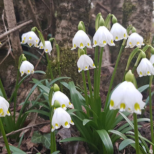 Frühlingsknotenblume oder Märzenbecher, März 2023