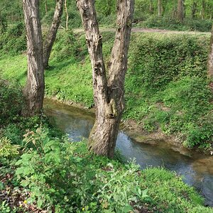 Boondeh Jungle, Mazandaran, Iran