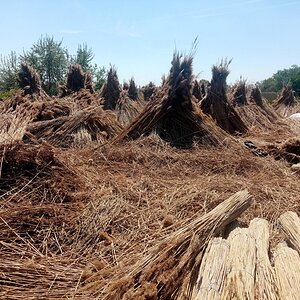 Schilfrohr Gewinnung und Konfektionierung in Mörbisch am Neusiedlersee