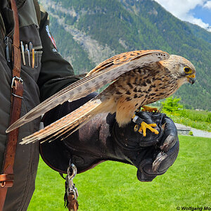 Turmfalke