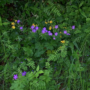Gräser und Wiesenblumen