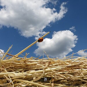 Strohballen mit Marienkäfer