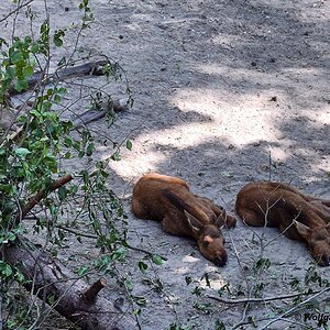 Elchbabys (Elch-Zwillinge) Alpenzoo Innsbruck