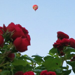 Ballon über Rosen
