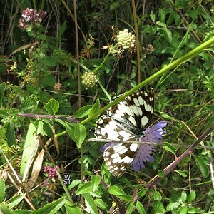 Schachbrettfalter auf der Sommerweide